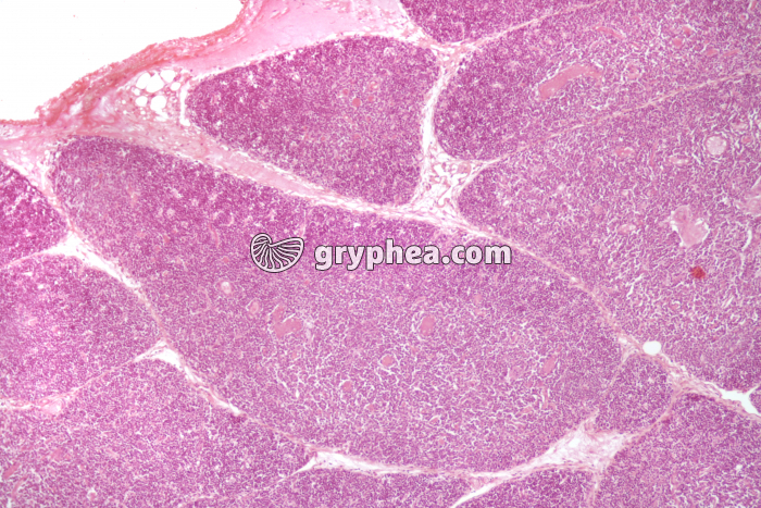 Thymus jeune x25 - gryphea.org